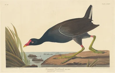 Common Gallinule
