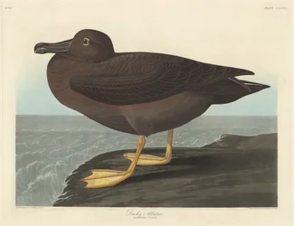 Dusky Albatros