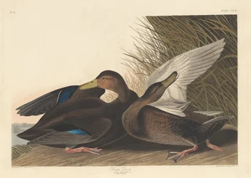 Dusky Duck