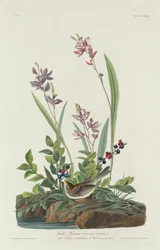 Field Sparrow