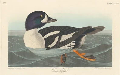 Golden-eye Duck