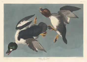 Golden-eye Duck