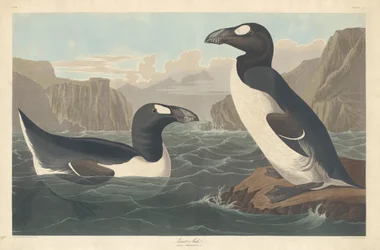 Great Auk