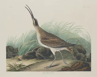 Great Esquimaux Curlew
