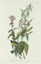 Green Black-Capt Flycatcher