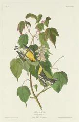 Hemlock Warbler