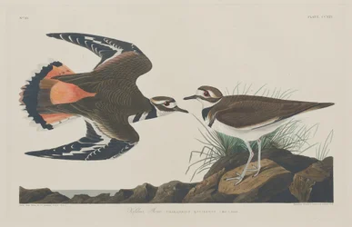 Kildeer Plover