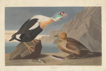 King Duck