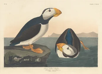 Large-billed Puffin
