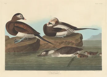 Long-tailed Duck