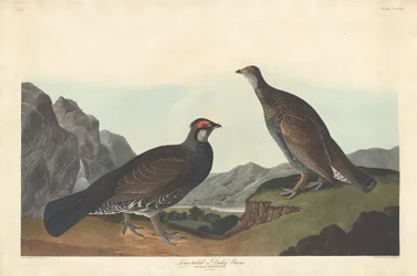 Long-tailed or Dusky Grouse