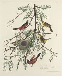Orchard Oriole