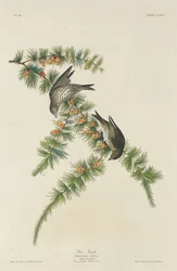 Pine Finch