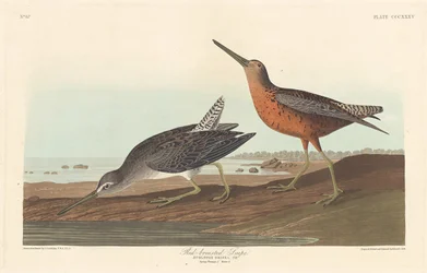 Red-breasted Snipe