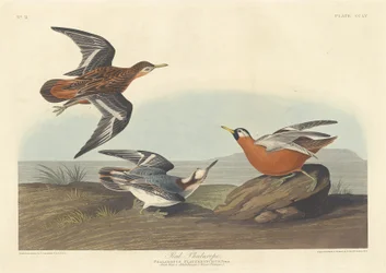 Red Phalarope