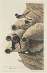 Republican Cliff Swallow