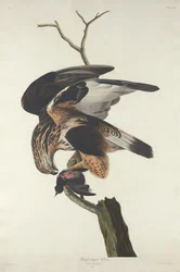 Rough-legged Falcon
