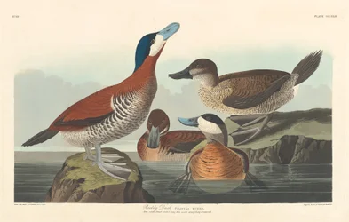 Ruddy Duck