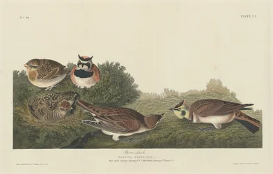 Shore Lark