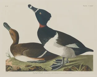 Tufted Duck