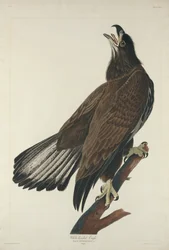 White-Headed Eagle
