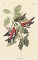 White-winged Crossbill