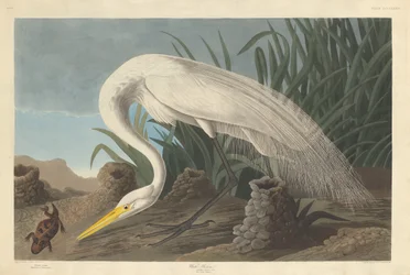 White Heron