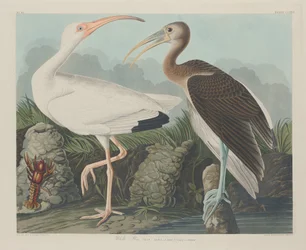 White Ibis