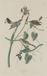 Yellow-crown Warbler
