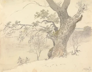 An Oak in Englefield Park