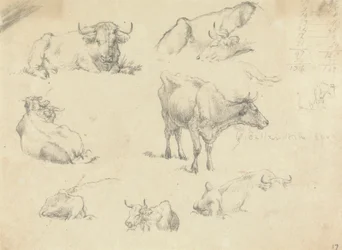 Cows From Various Angles