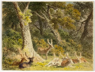 Deer Herd Resting