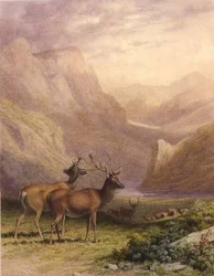 Deer in the Highlands