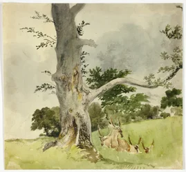 Family of Deer under a Tree