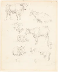Studies of Cattle