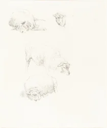 Studies of Sheep