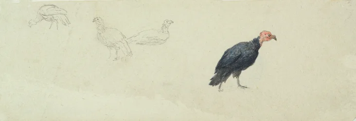 Studies of a Turkey