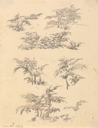 Study of Bracken