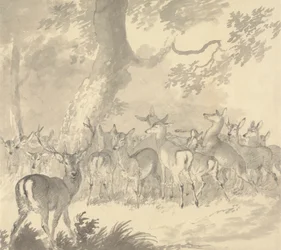 Study of a Deer: Stag in Foreground with a Group of Does and Fawns Under a Tree