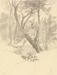 The Wood