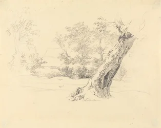 Tree Study