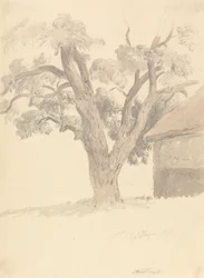 Walnut Tree