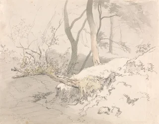 Woodland Shadow