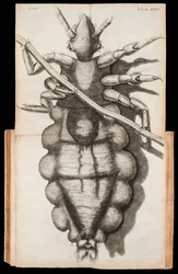 Foldout illustration of a louse on a strand of hair from Micrographia about observations through a microscope by Robert Hooke published in 1665
