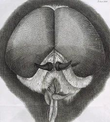 Grey Drone-Fly, Observation XXXIX from Hooke