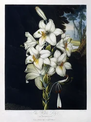 The White Lily