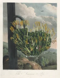 The Temple of Flora, or Garden of Nature: The American Aloe
