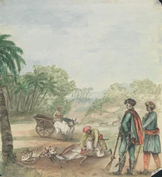 A Cheetah Hunt