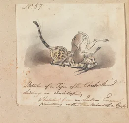 A Cheetah Killing an Antelope