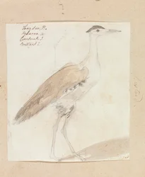 Great Indian Bustard